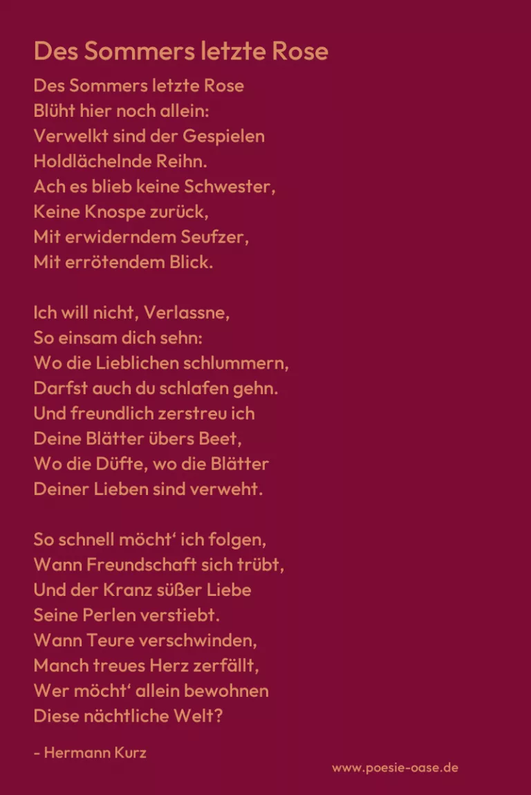 Des Sommers letzte Rose