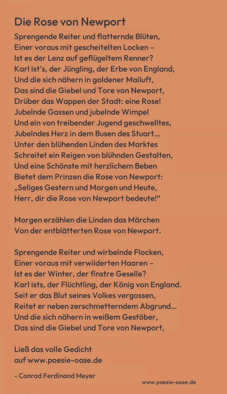 Die Rose von Newport