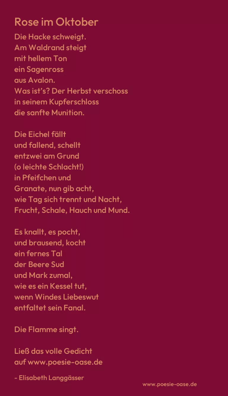 Rose im Oktober