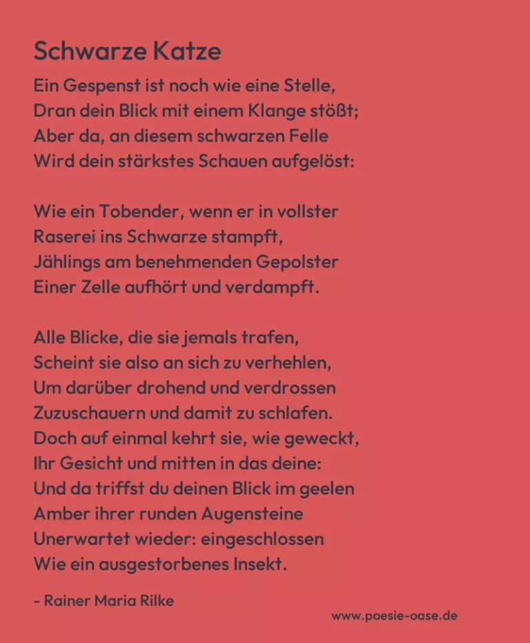 Schwarze Katze
