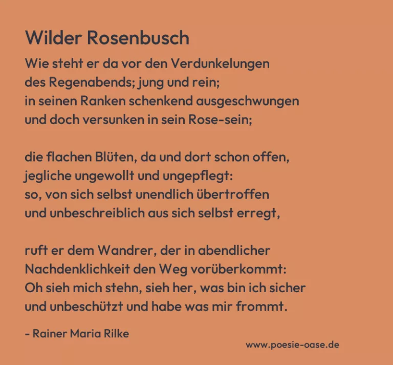 Wilder Rosenbusch