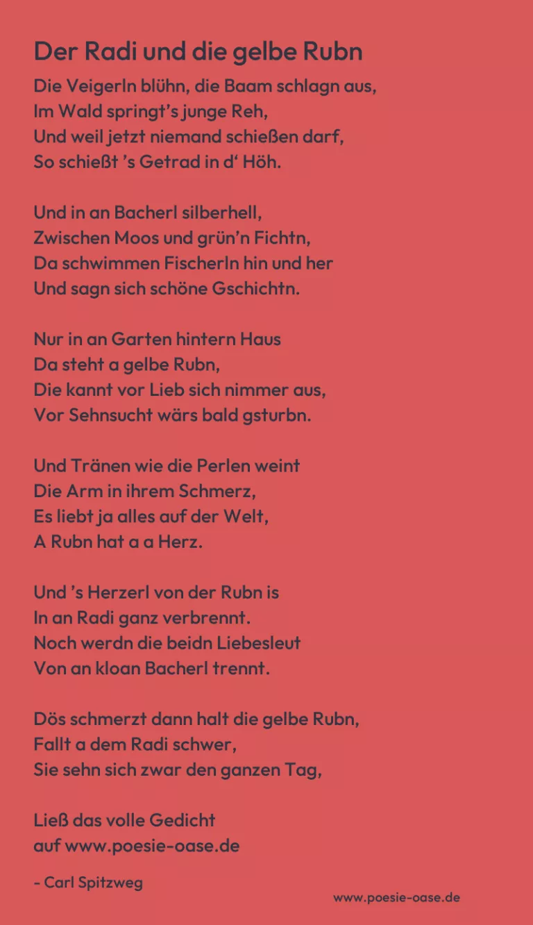 Der Radi und die gelbe Rubn