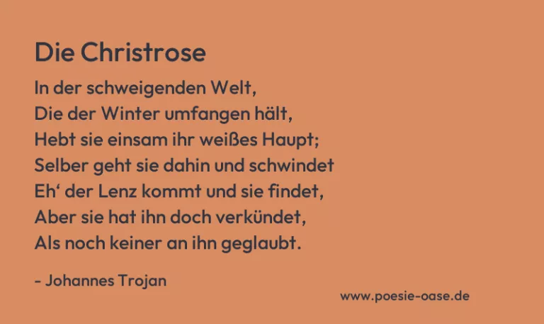 Die Christrose