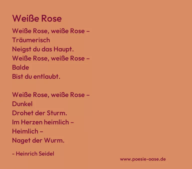 Weiße Rose