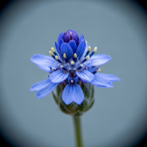 Eine Blaue Kornblume